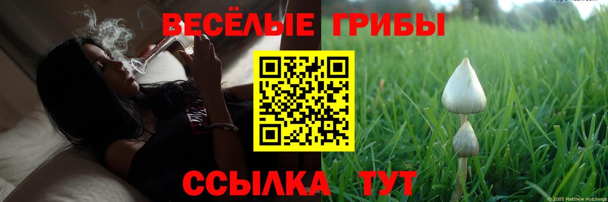 Псилоцибиновые грибы Psilocybine cubensis Славянск-на-Кубани